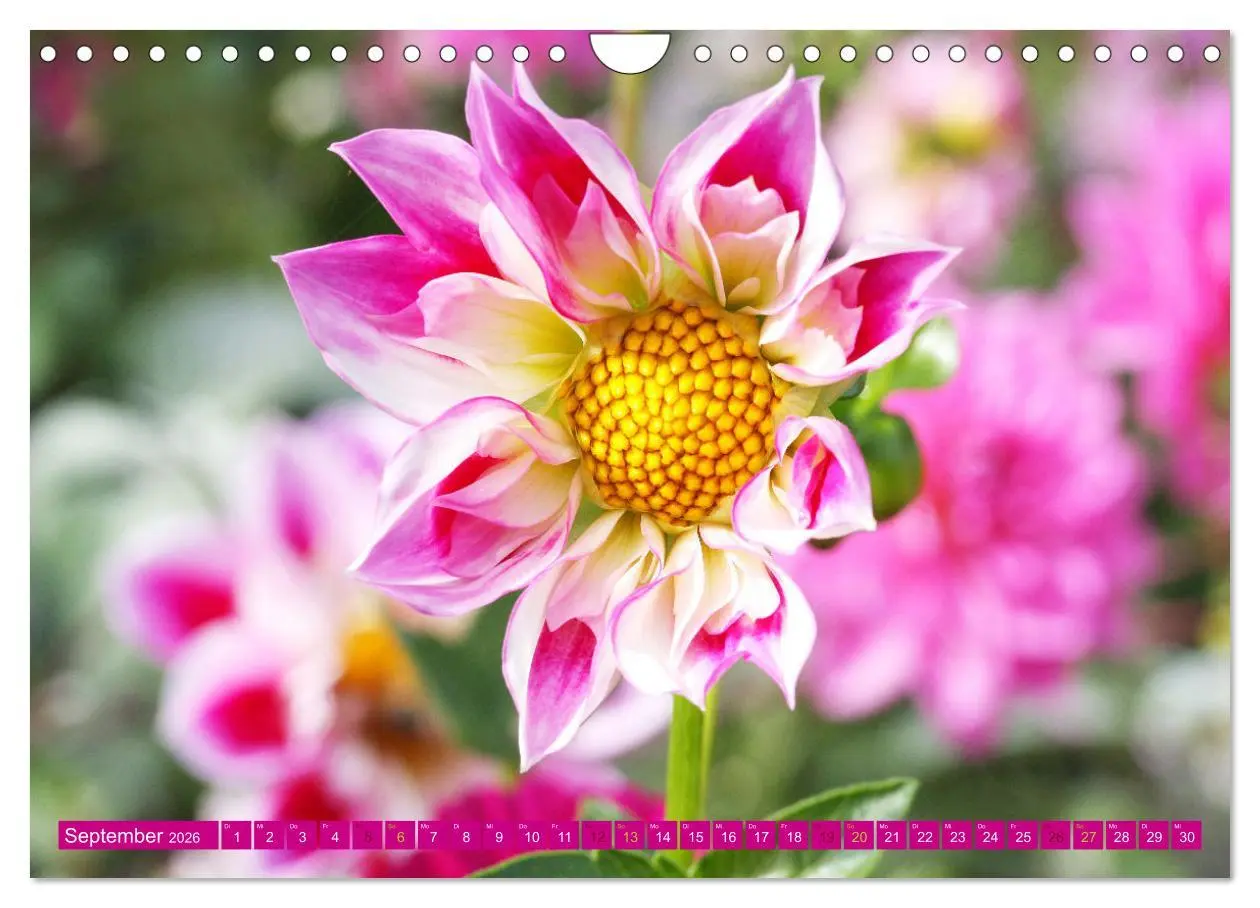 Bild: 9783457638460 | Liebenswerte Blüten (Wandkalender 2026 DIN A4 quer), CALVENDO...