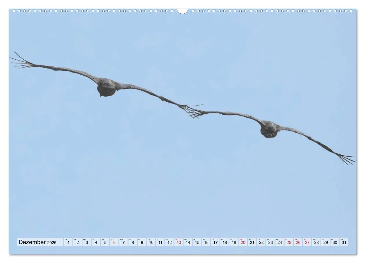 Bild: 9783516008760 | Kraniche auf dem Weg nach Süden (Wandkalender 2026 DIN A2 quer),...