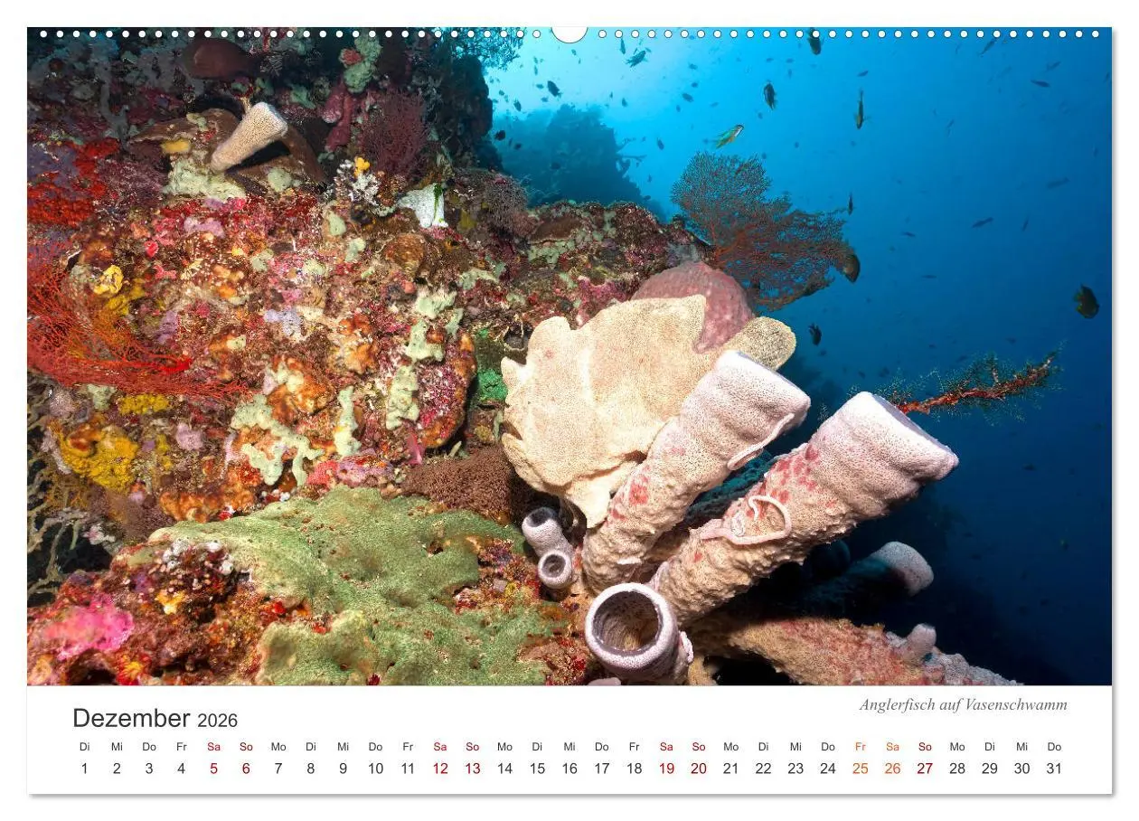 Bild: 9783457688960 | Unterwasser - eine bunte Welt (Wandkalender 2026 DIN A2 quer),...
