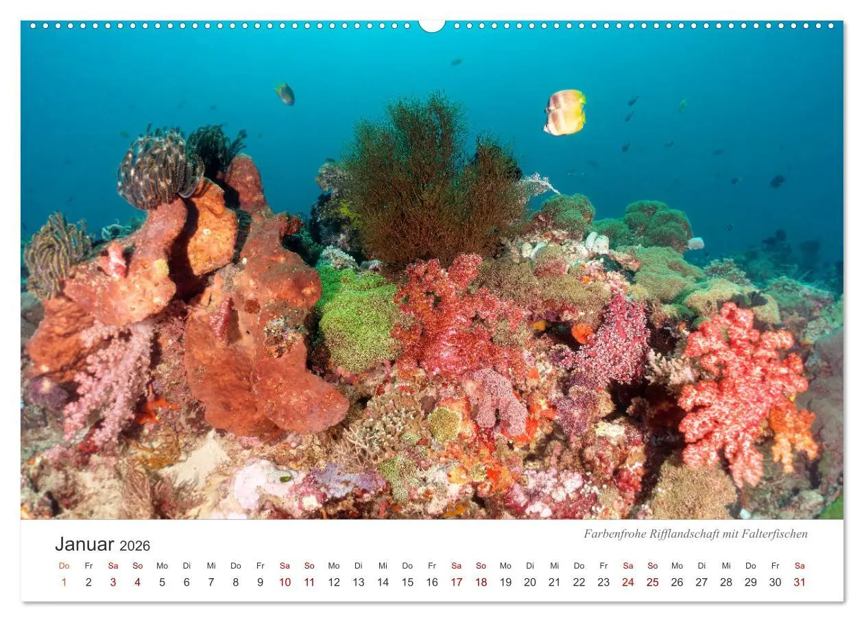 Bild: 9783457688960 | Unterwasser - eine bunte Welt (Wandkalender 2026 DIN A2 quer),...