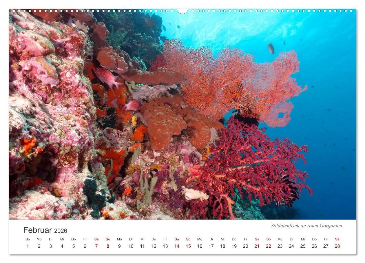 Bild: 9783457688960 | Unterwasser - eine bunte Welt (Wandkalender 2026 DIN A2 quer),...