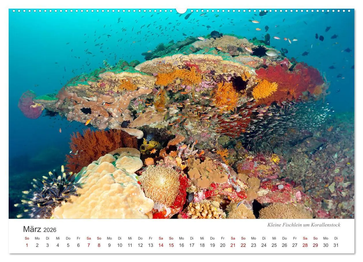 Bild: 9783457688960 | Unterwasser - eine bunte Welt (Wandkalender 2026 DIN A2 quer),...