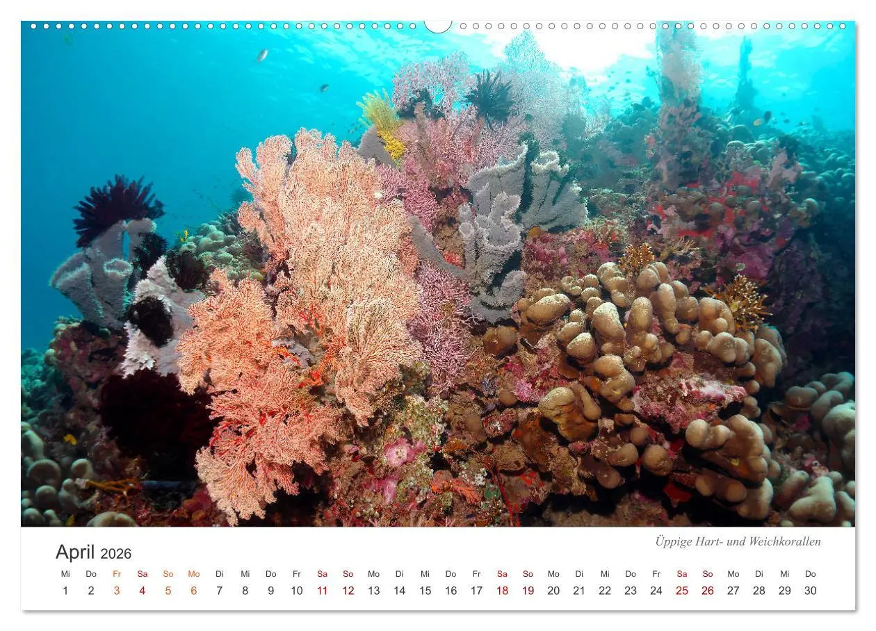 Bild: 9783457688960 | Unterwasser - eine bunte Welt (Wandkalender 2026 DIN A2 quer),...