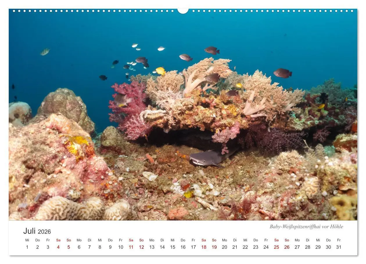 Bild: 9783457688960 | Unterwasser - eine bunte Welt (Wandkalender 2026 DIN A2 quer),...