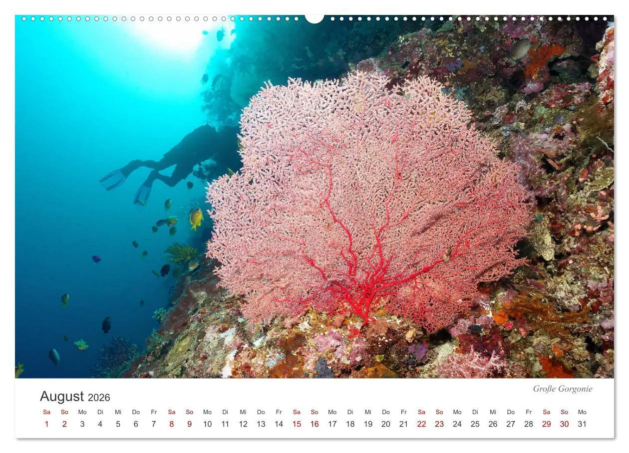 Bild: 9783457688960 | Unterwasser - eine bunte Welt (Wandkalender 2026 DIN A2 quer),...