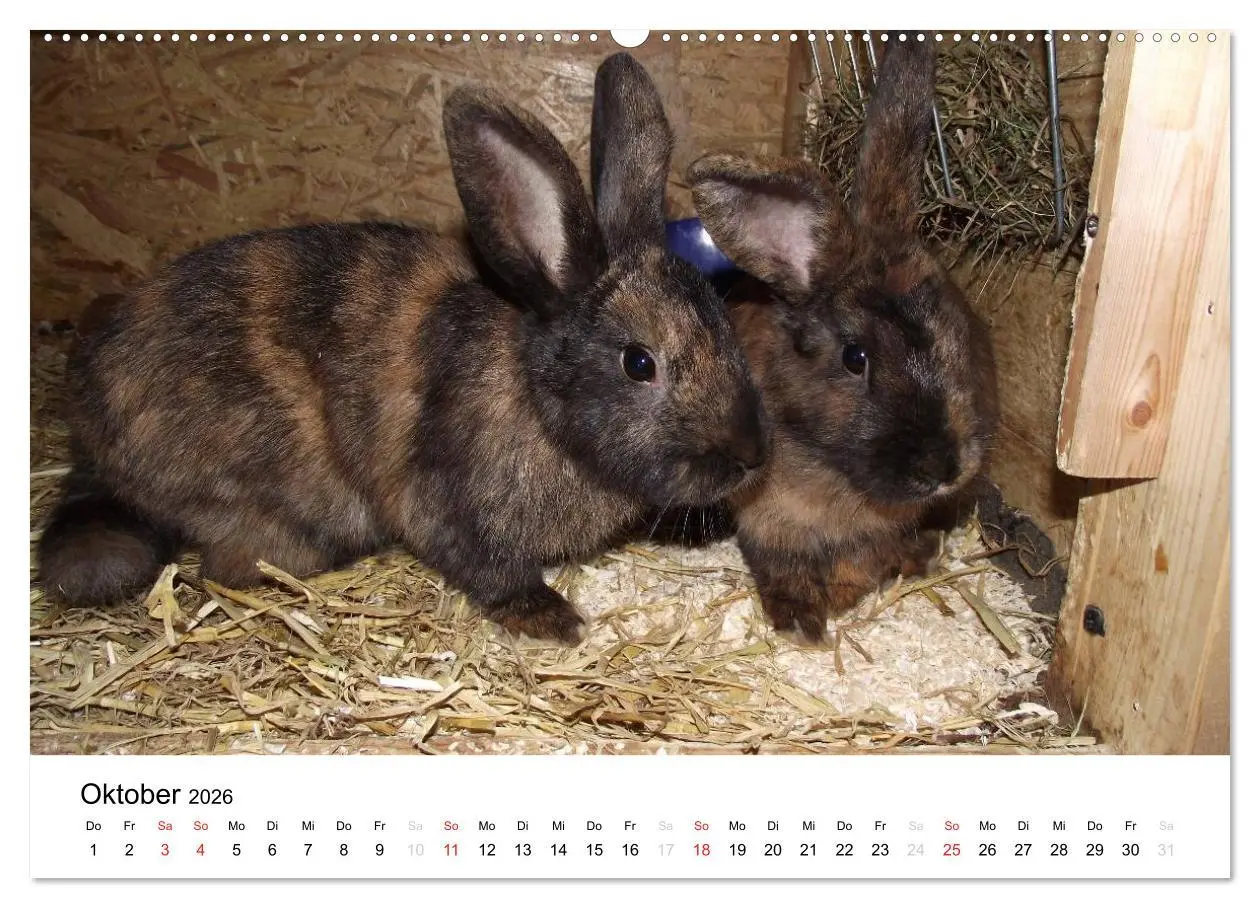 Bild: 9783516119060 | Bauernhoftiere (Wandkalender 2026 DIN A2 quer), CALVENDO...