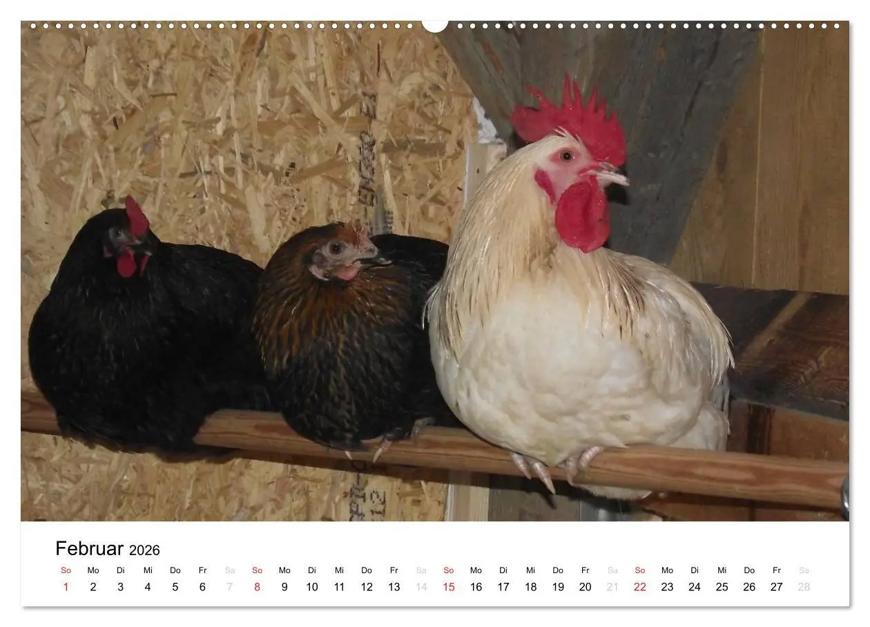 Bild: 9783516119060 | Bauernhoftiere (Wandkalender 2026 DIN A2 quer), CALVENDO...