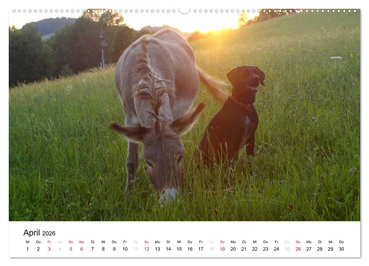 Bild: 9783516119060 | Bauernhoftiere (Wandkalender 2026 DIN A2 quer), CALVENDO...