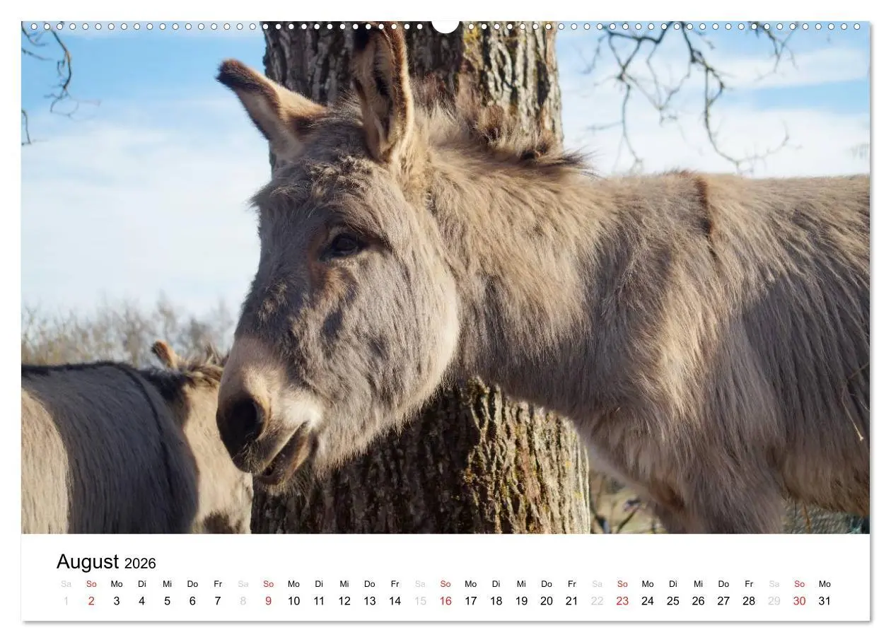 Bild: 9783516119060 | Bauernhoftiere (Wandkalender 2026 DIN A2 quer), CALVENDO...