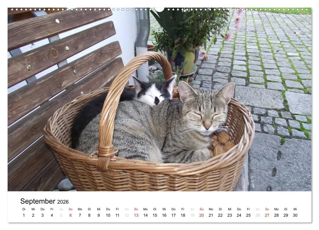 Bild: 9783516119060 | Bauernhoftiere (Wandkalender 2026 DIN A2 quer), CALVENDO...