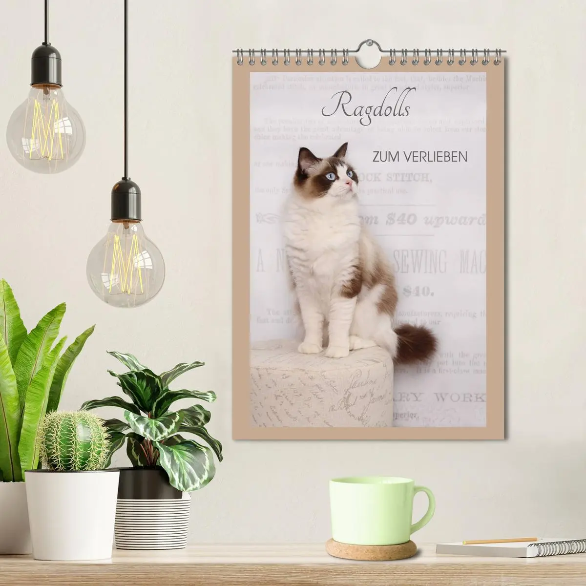 Bild: 9783516429060 | Ragdolls zum Verlieben (Wandkalender 2026 DIN A4 hoch), CALVENDO...