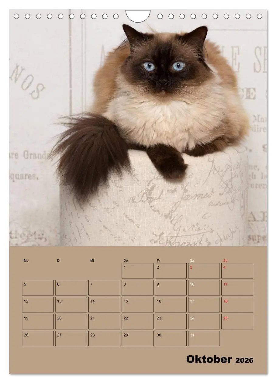 Bild: 9783516429060 | Ragdolls zum Verlieben (Wandkalender 2026 DIN A4 hoch), CALVENDO...