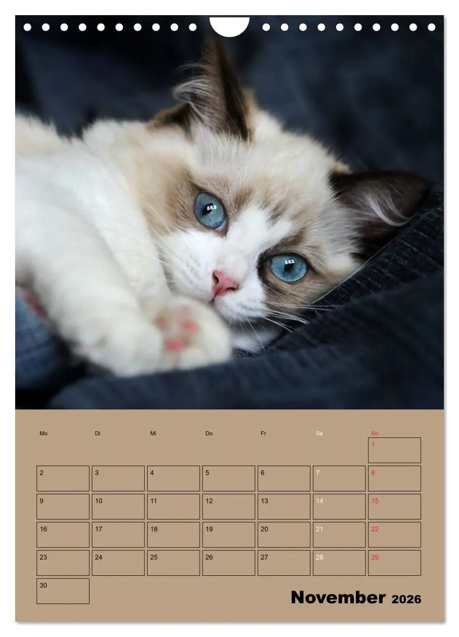 Bild: 9783516429060 | Ragdolls zum Verlieben (Wandkalender 2026 DIN A4 hoch), CALVENDO...