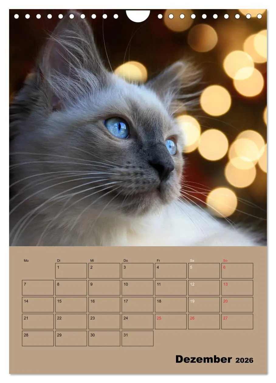 Bild: 9783516429060 | Ragdolls zum Verlieben (Wandkalender 2026 DIN A4 hoch), CALVENDO...