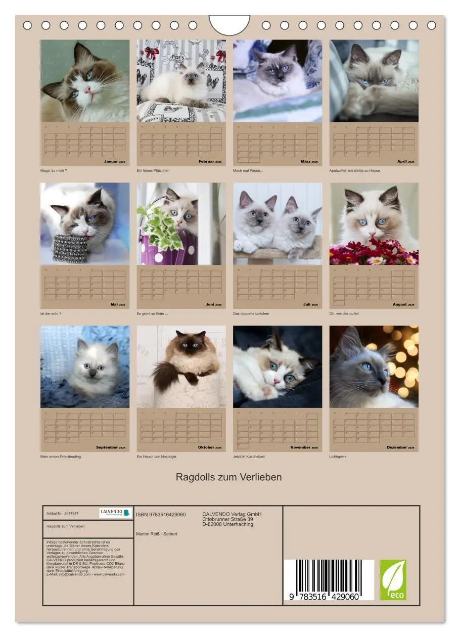 Bild: 9783516429060 | Ragdolls zum Verlieben (Wandkalender 2026 DIN A4 hoch), CALVENDO...