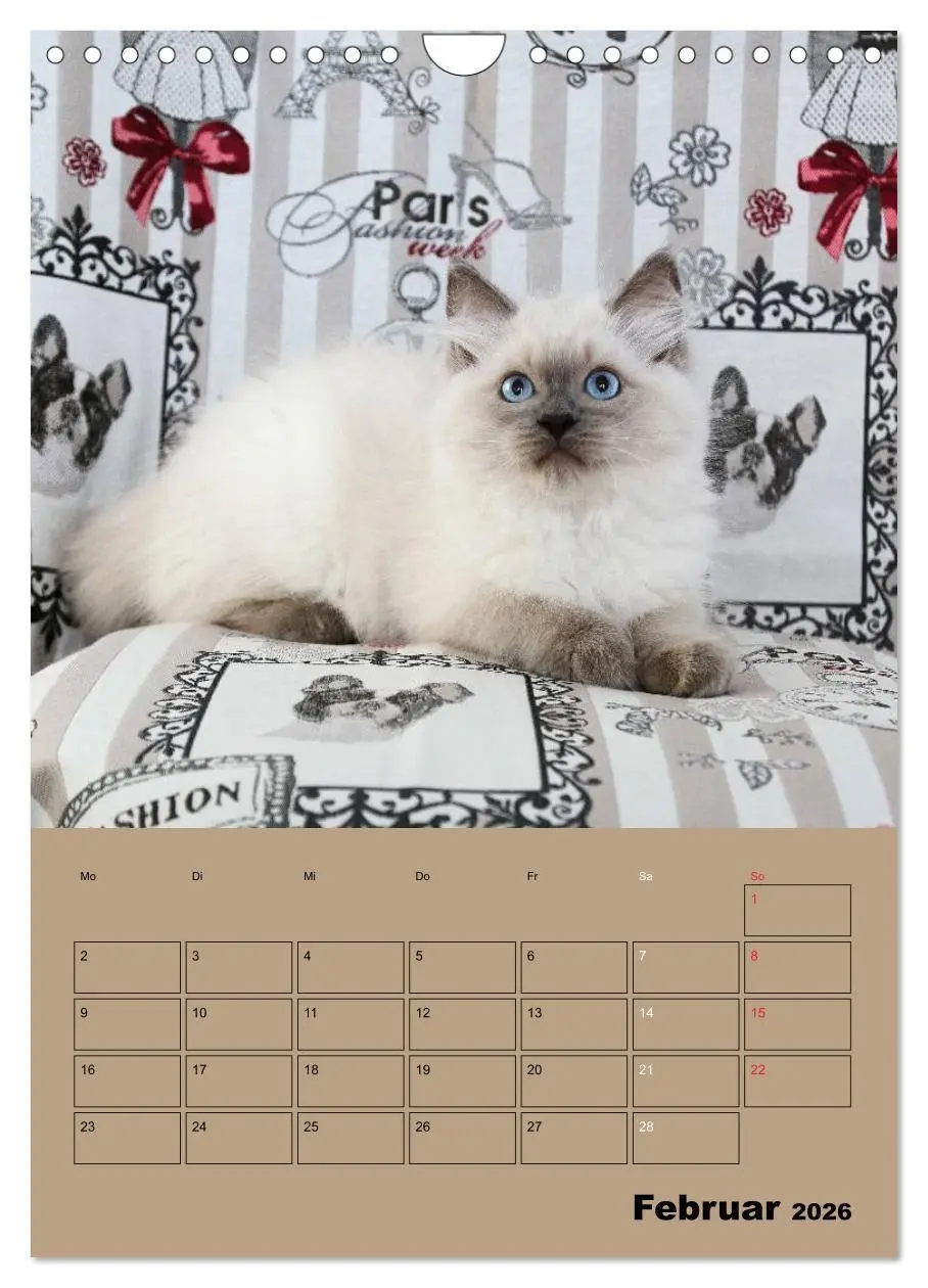 Bild: 9783516429060 | Ragdolls zum Verlieben (Wandkalender 2026 DIN A4 hoch), CALVENDO...