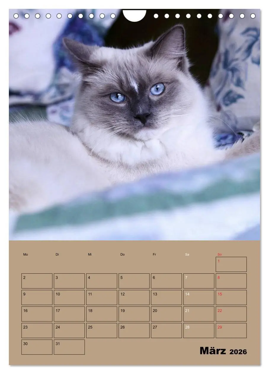 Bild: 9783516429060 | Ragdolls zum Verlieben (Wandkalender 2026 DIN A4 hoch), CALVENDO...