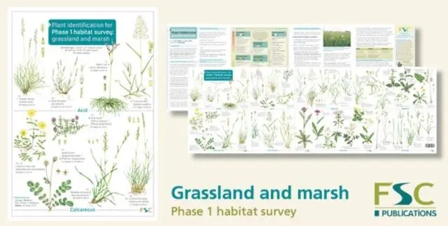 Cover: 9781908819260 | Plant Identification for Phase 1 Habitat Survey: Grassland and Marsh