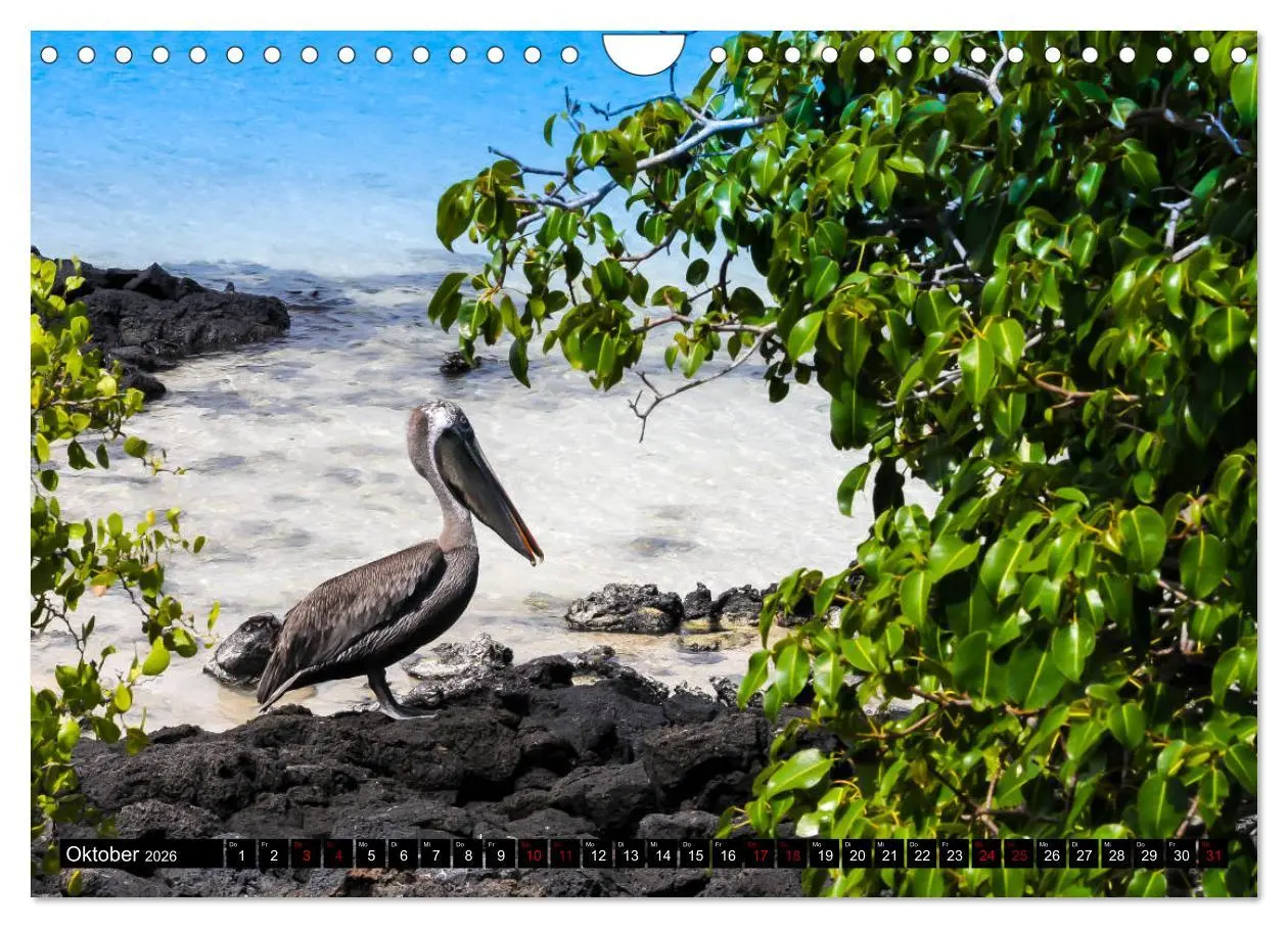 Bild: 9783457869260 | Naturparadies Galapagos - UNESCO Weltkulturerbe (Wandkalender 2026...