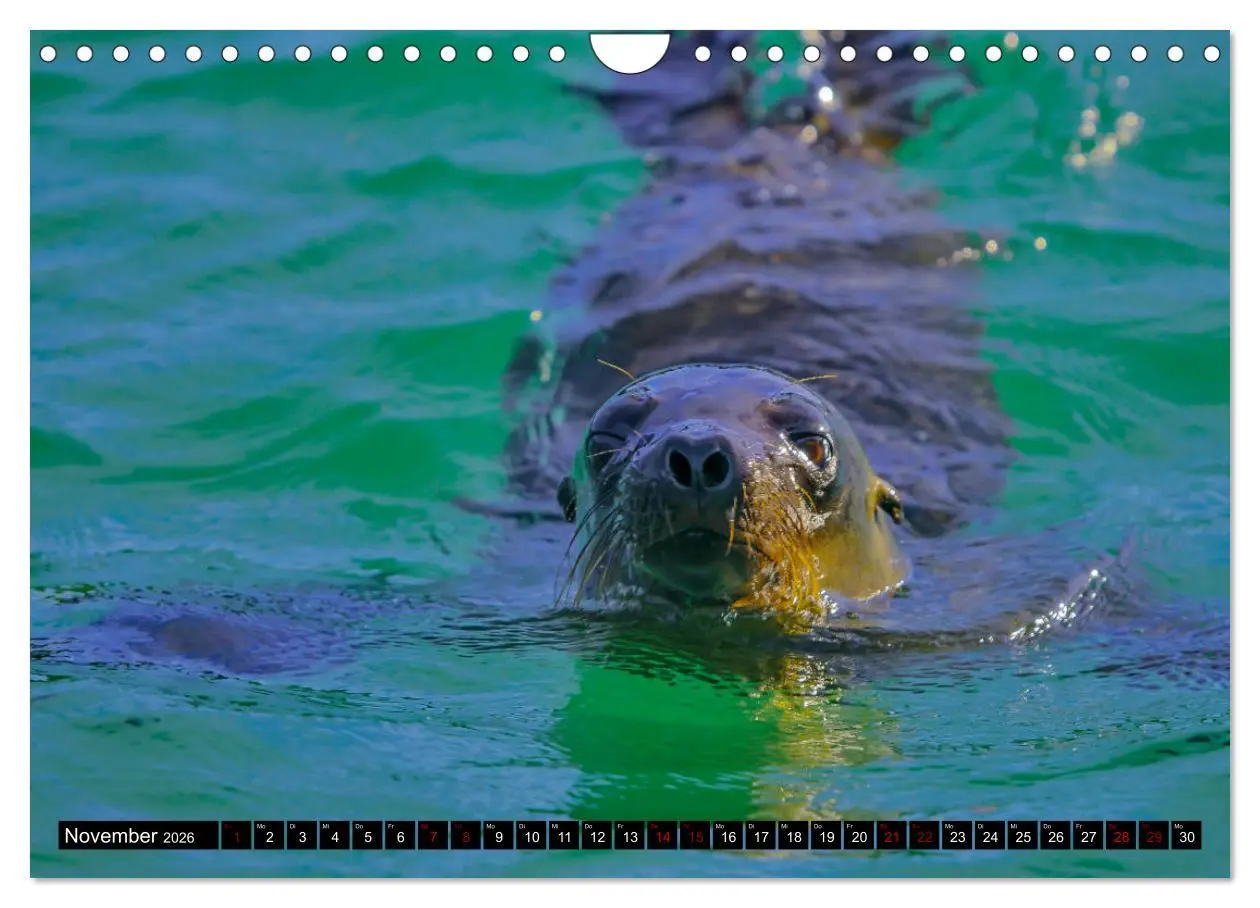 Bild: 9783457869260 | Naturparadies Galapagos - UNESCO Weltkulturerbe (Wandkalender 2026...