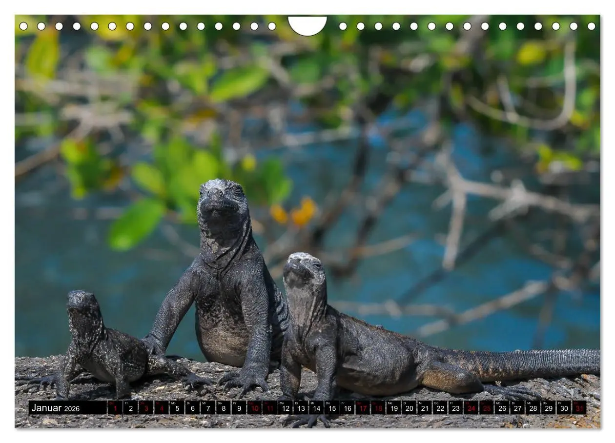 Bild: 9783457869260 | Naturparadies Galapagos - UNESCO Weltkulturerbe (Wandkalender 2026...