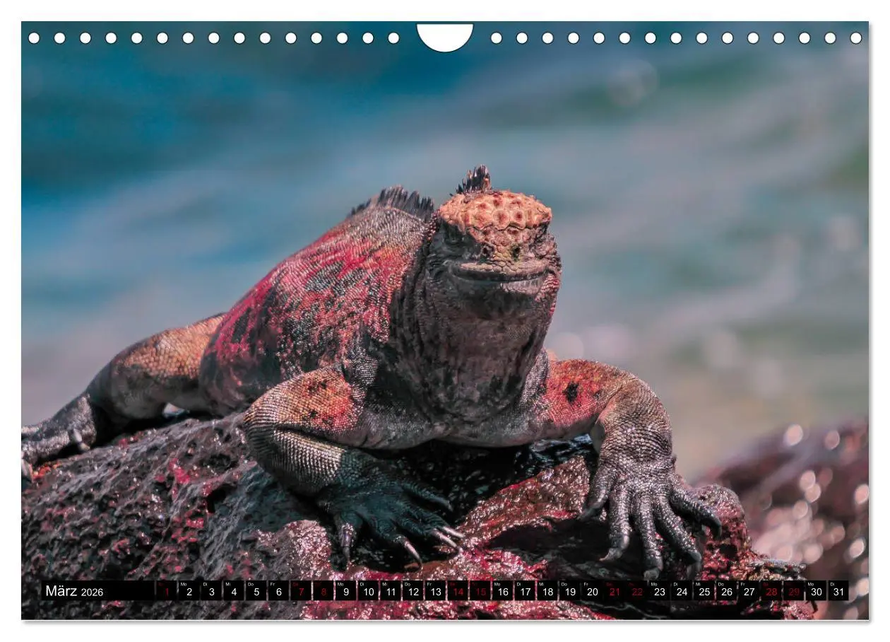 Bild: 9783457869260 | Naturparadies Galapagos - UNESCO Weltkulturerbe (Wandkalender 2026...