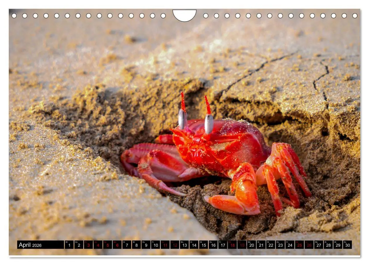 Bild: 9783457869260 | Naturparadies Galapagos - UNESCO Weltkulturerbe (Wandkalender 2026...