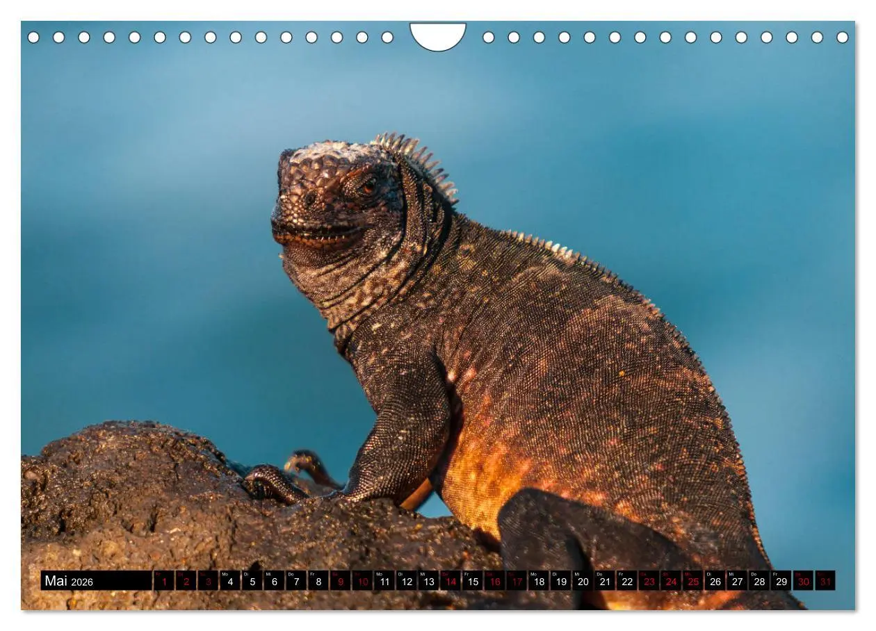 Bild: 9783457869260 | Naturparadies Galapagos - UNESCO Weltkulturerbe (Wandkalender 2026...