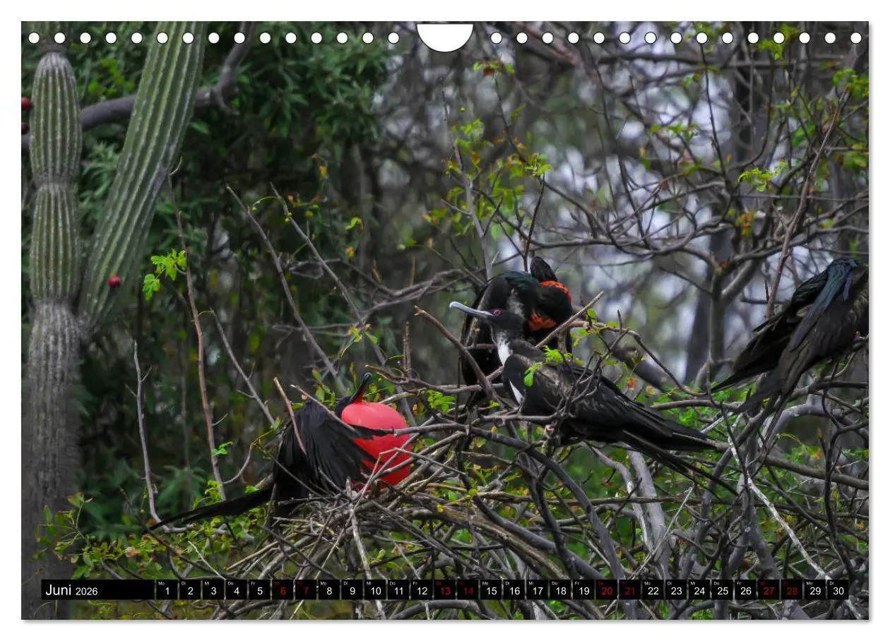 Bild: 9783457869260 | Naturparadies Galapagos - UNESCO Weltkulturerbe (Wandkalender 2026...