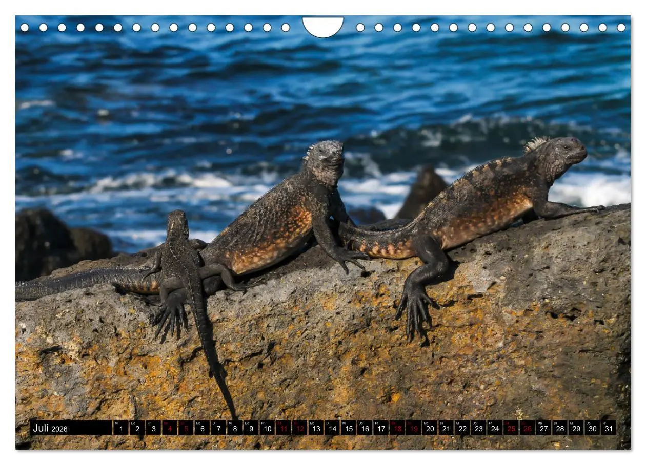 Bild: 9783457869260 | Naturparadies Galapagos - UNESCO Weltkulturerbe (Wandkalender 2026...