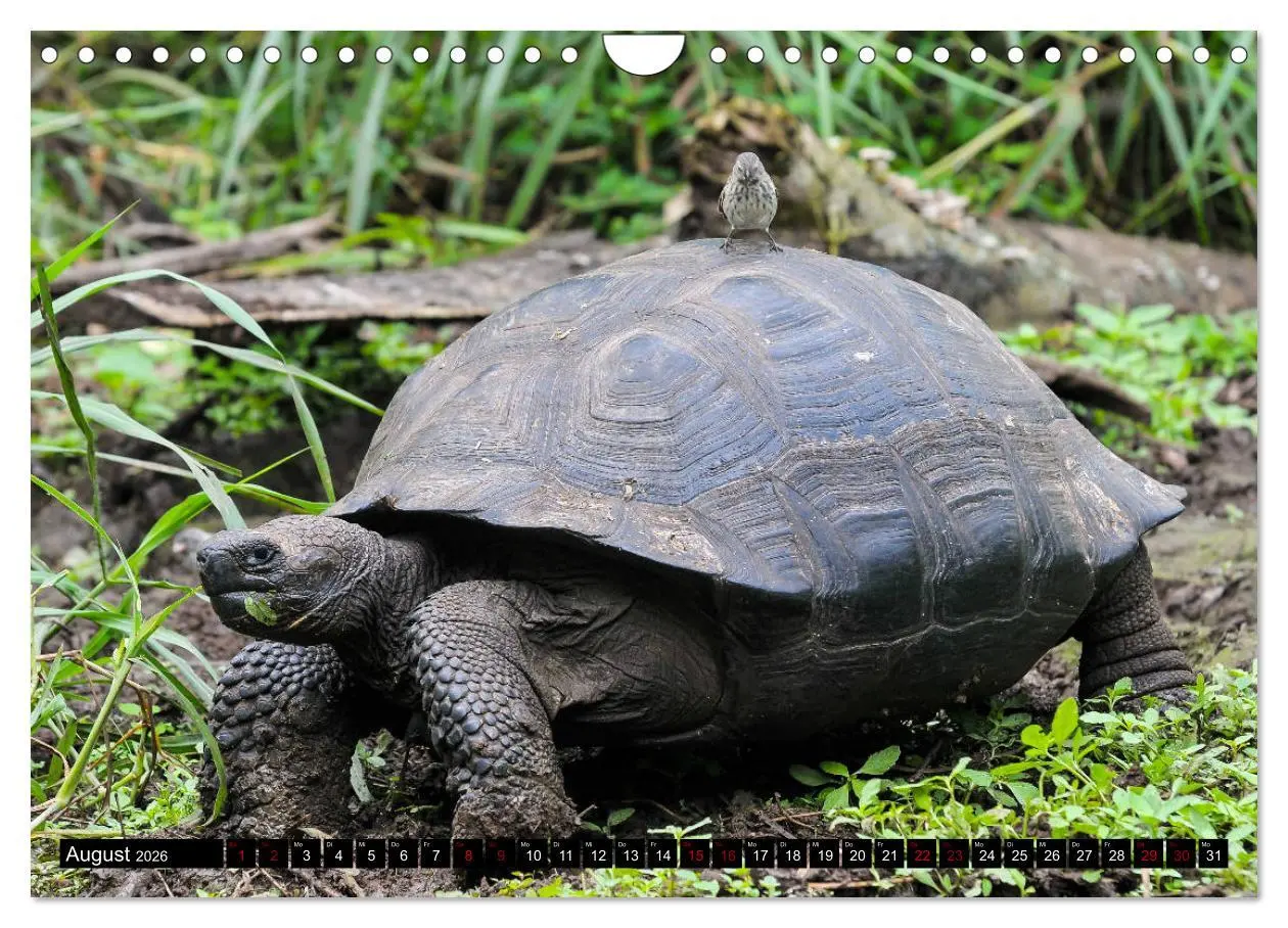 Bild: 9783457869260 | Naturparadies Galapagos - UNESCO Weltkulturerbe (Wandkalender 2026...