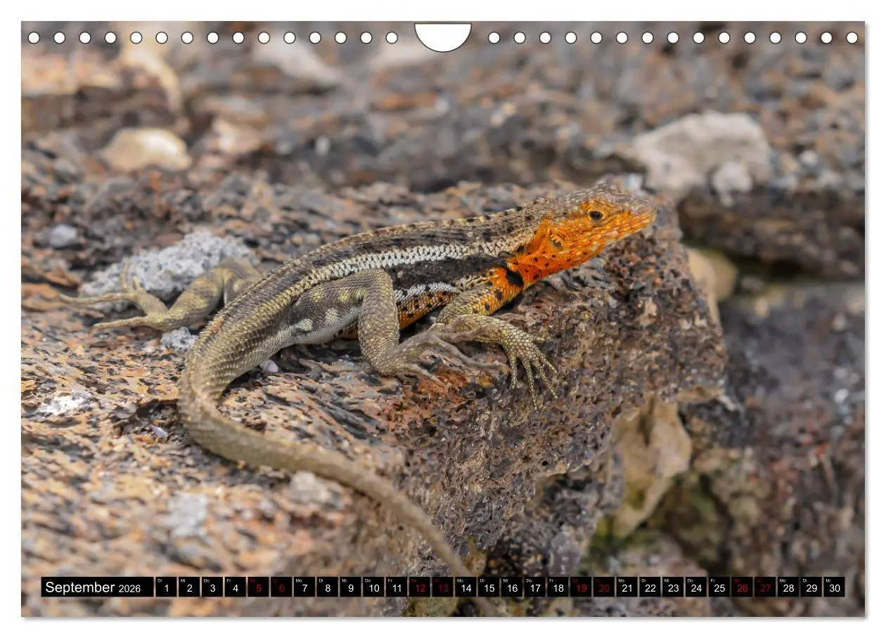Bild: 9783457869260 | Naturparadies Galapagos - UNESCO Weltkulturerbe (Wandkalender 2026...