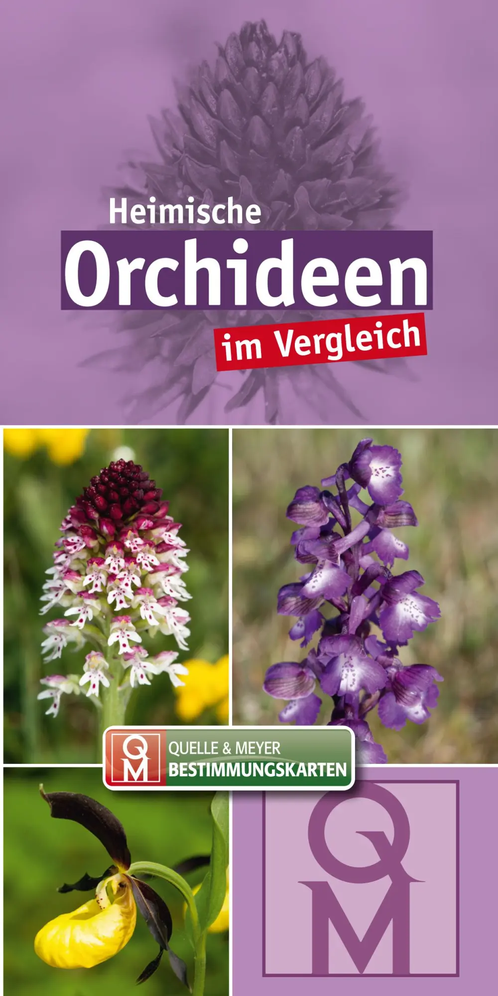 Cover: 9783494019260 | Heimische Orchideen | im Vergleich | Quelle &amp; Meyer Verlag | Buch