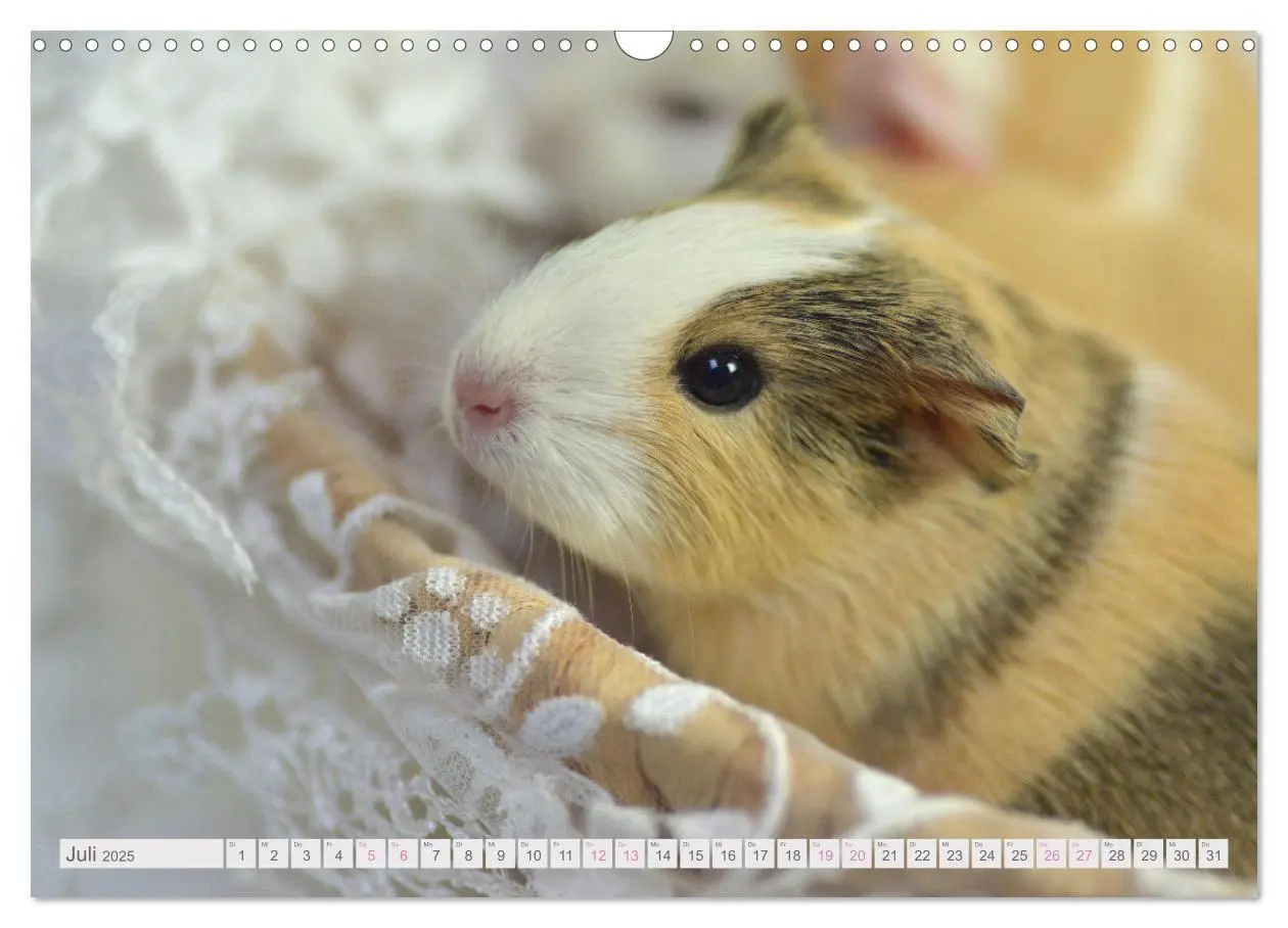 Bild: 9783435079360 | BABY Meerschweinchen Traumhaft süß (Wandkalender 2025 DIN A3 quer),...