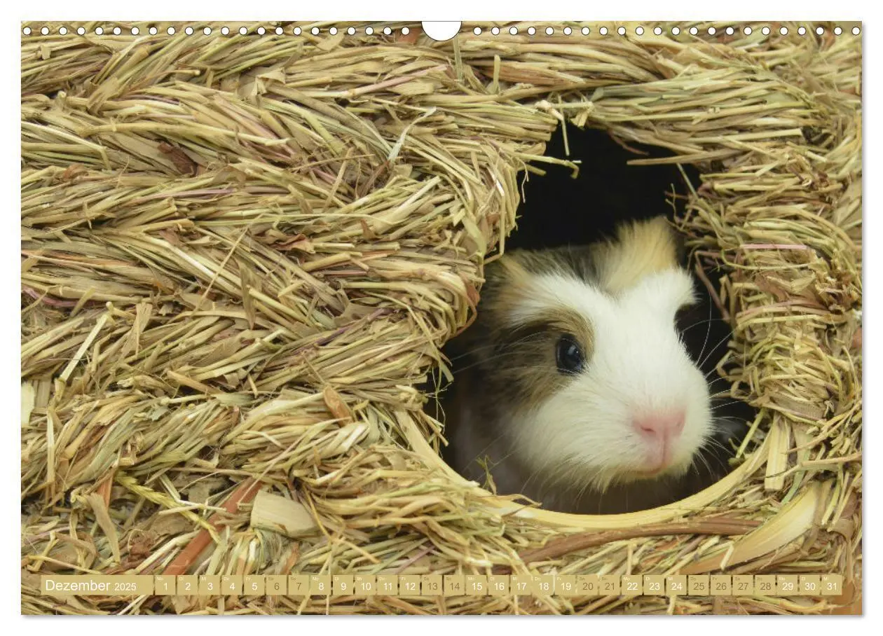 Bild: 9783435079360 | BABY Meerschweinchen Traumhaft süß (Wandkalender 2025 DIN A3 quer),...