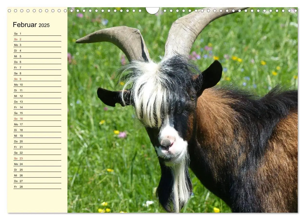 Bild: 9783435519460 | Ziegen. Lustige Ausbruchskünstler (Wandkalender 2025 DIN A3 quer),...