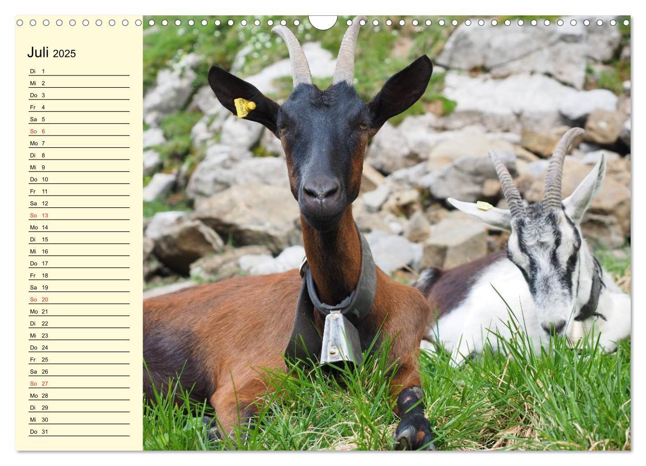 Bild: 9783435519460 | Ziegen. Lustige Ausbruchskünstler (Wandkalender 2025 DIN A3 quer),...