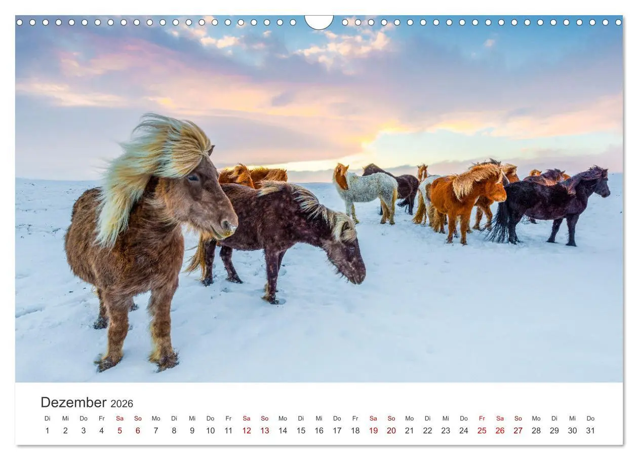 Bild: 9783457539460 | Islandpferde - Die süßen Pferde im Norden. (Wandkalender 2026 DIN...