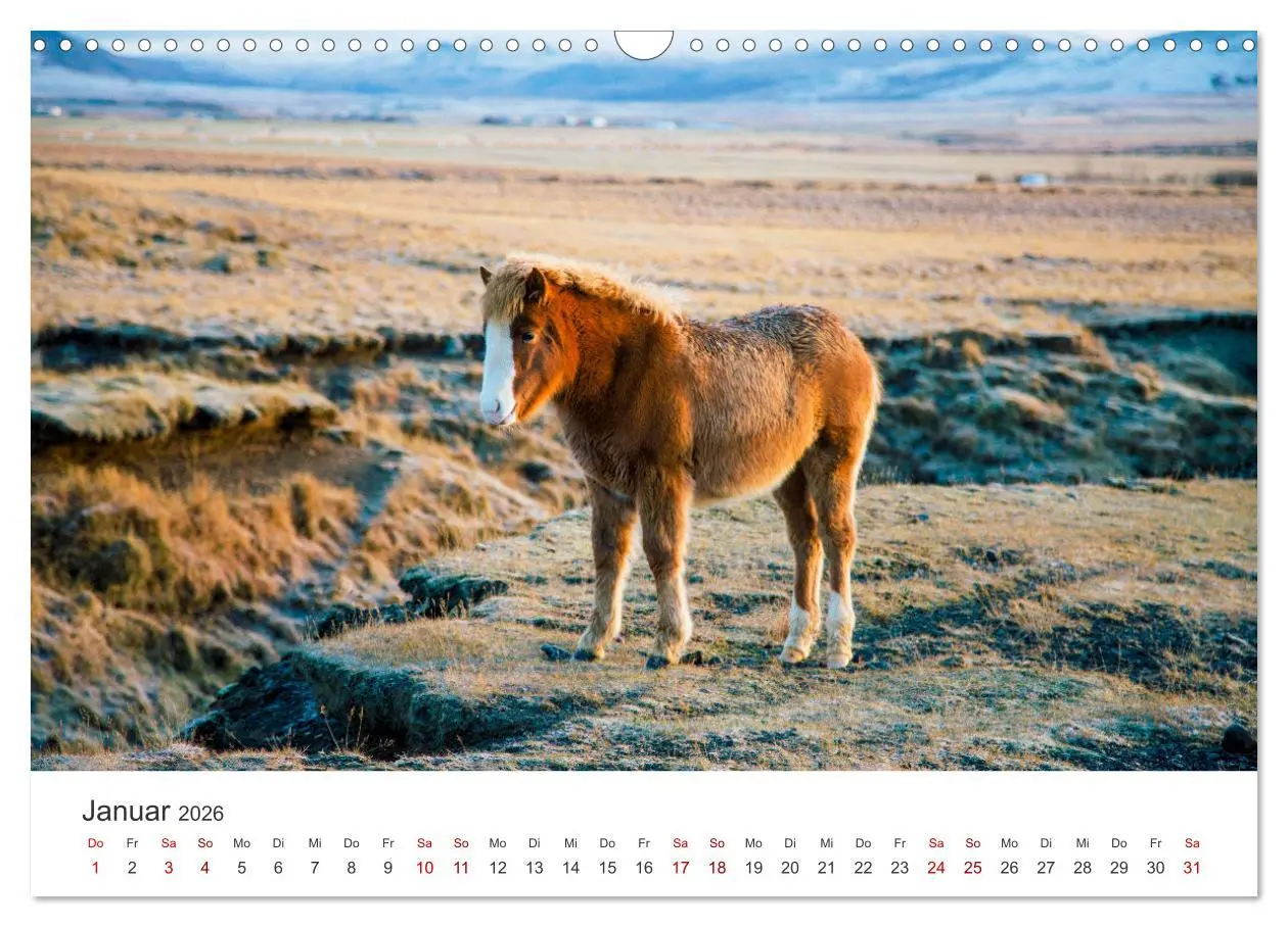 Bild: 9783457539460 | Islandpferde - Die süßen Pferde im Norden. (Wandkalender 2026 DIN...