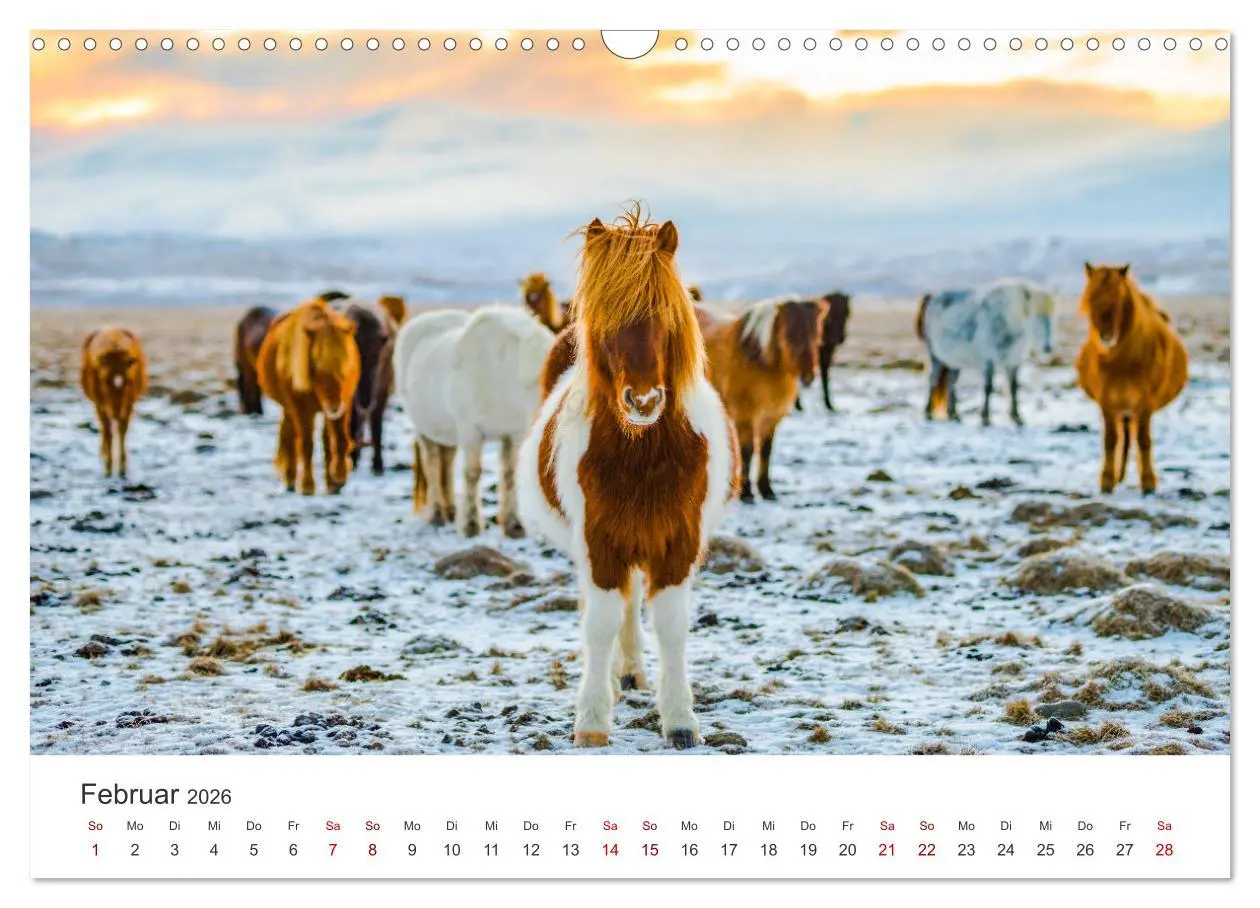 Bild: 9783457539460 | Islandpferde - Die süßen Pferde im Norden. (Wandkalender 2026 DIN...