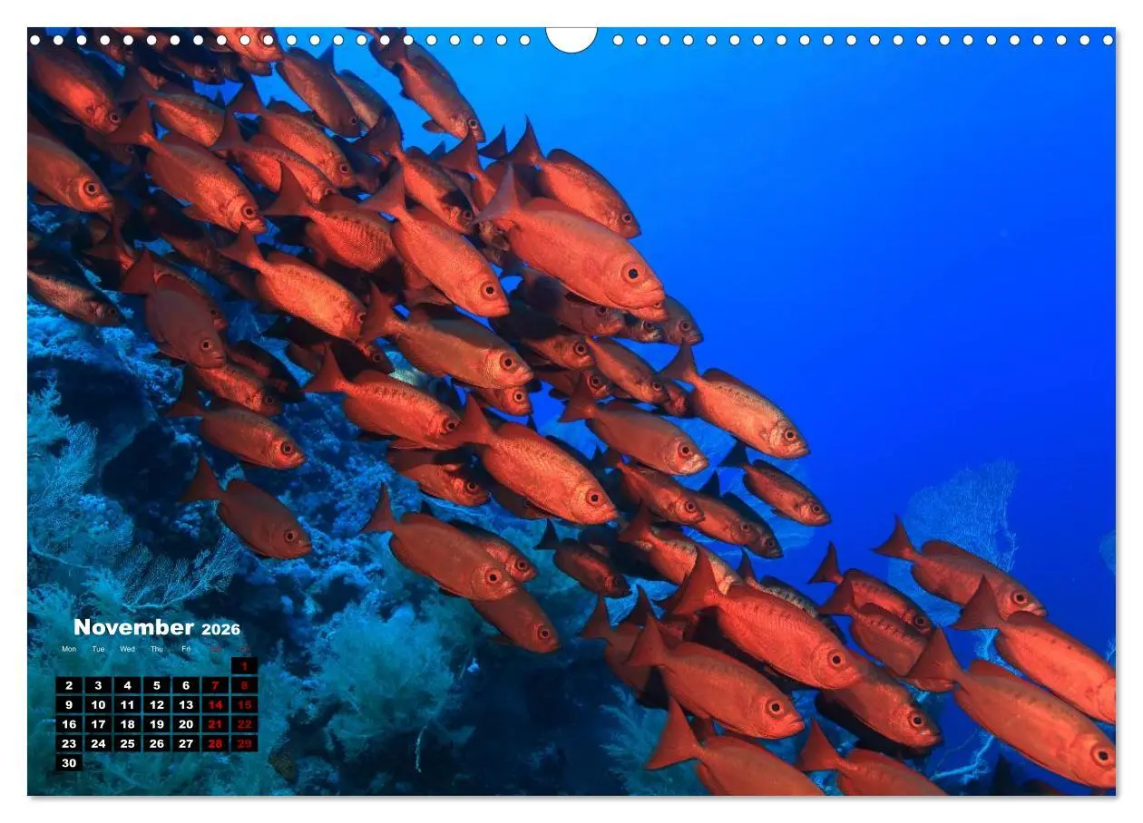Bild: 9783516559460 | Magical Underwater World (Wall Calendar 2026 DIN A3 landscape),...