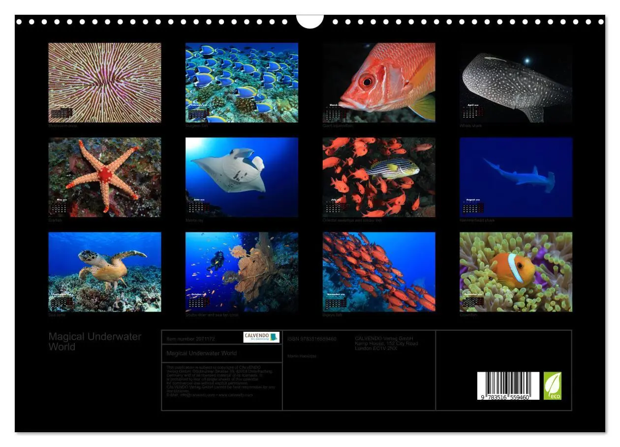 Bild: 9783516559460 | Magical Underwater World (Wall Calendar 2026 DIN A3 landscape),...