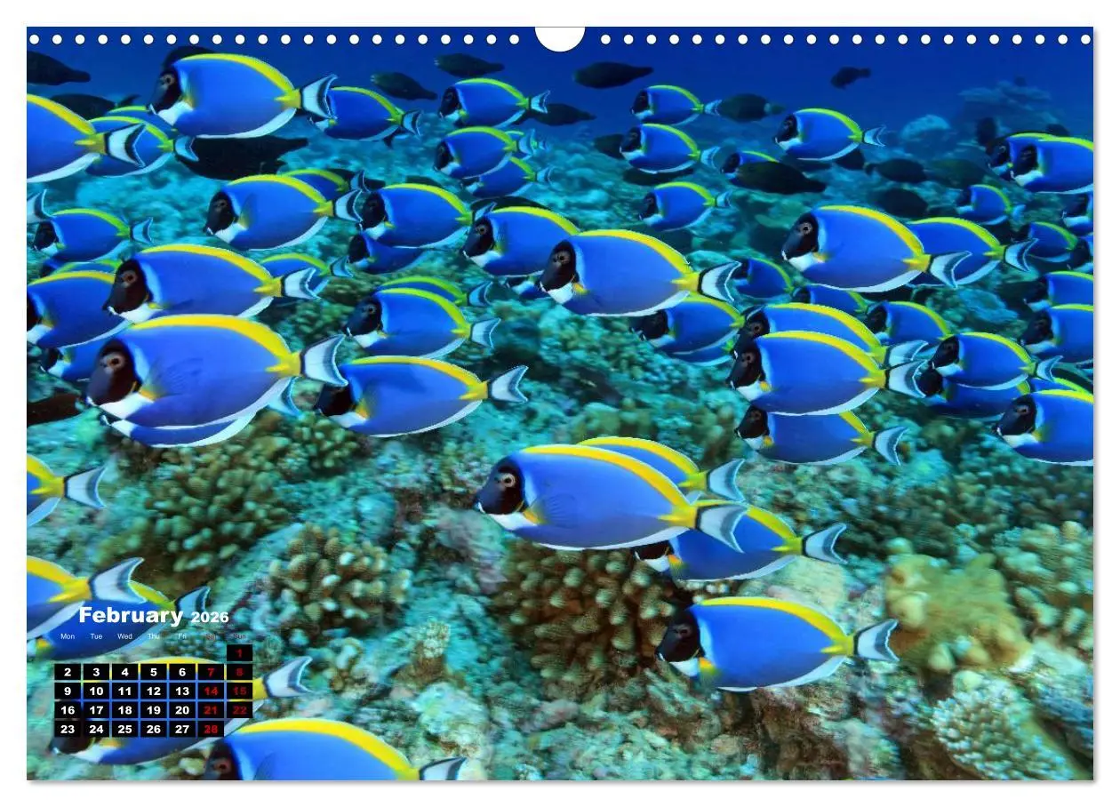 Bild: 9783516559460 | Magical Underwater World (Wall Calendar 2026 DIN A3 landscape),...