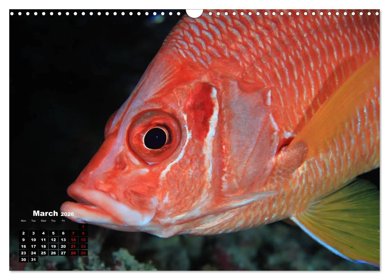 Bild: 9783516559460 | Magical Underwater World (Wall Calendar 2026 DIN A3 landscape),...