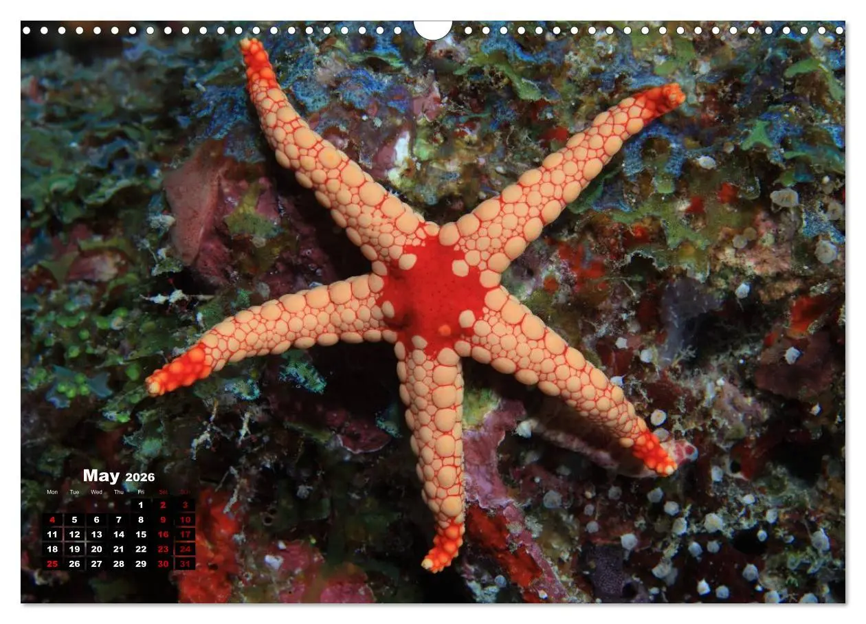 Bild: 9783516559460 | Magical Underwater World (Wall Calendar 2026 DIN A3 landscape),...