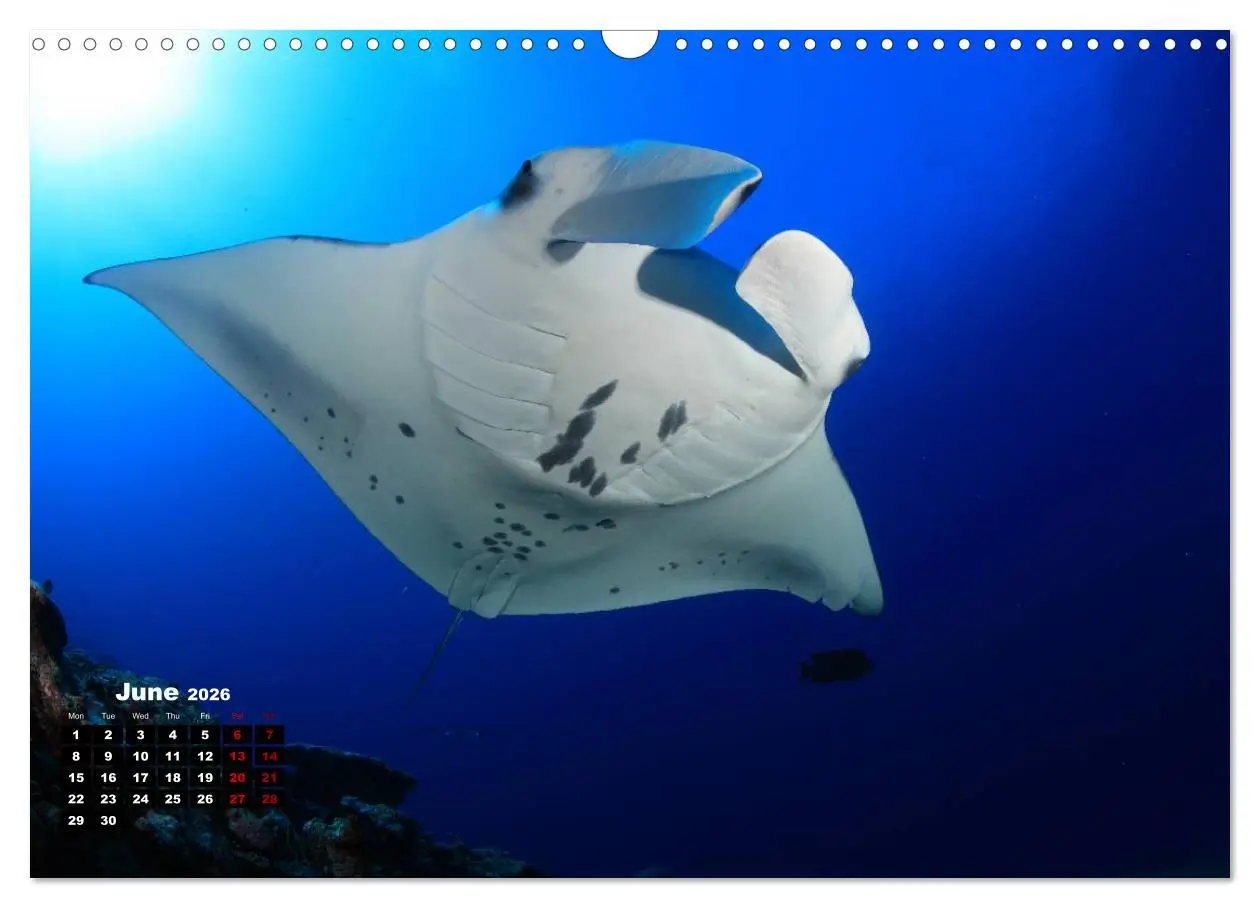 Bild: 9783516559460 | Magical Underwater World (Wall Calendar 2026 DIN A3 landscape),...