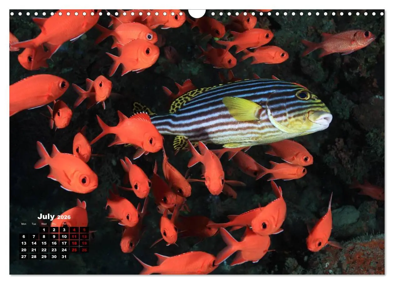 Bild: 9783516559460 | Magical Underwater World (Wall Calendar 2026 DIN A3 landscape),...