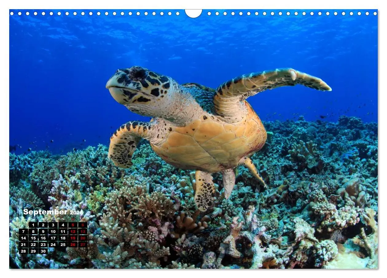 Bild: 9783516559460 | Magical Underwater World (Wall Calendar 2026 DIN A3 landscape),...