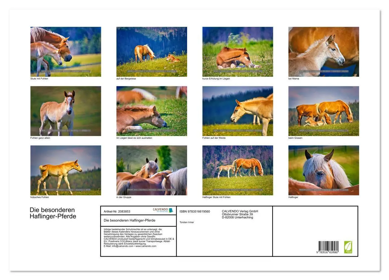 Bild: 9783516619560 | Die besonderen Haflinger-Pferde (Wandkalender 2026 DIN A2 quer),...
