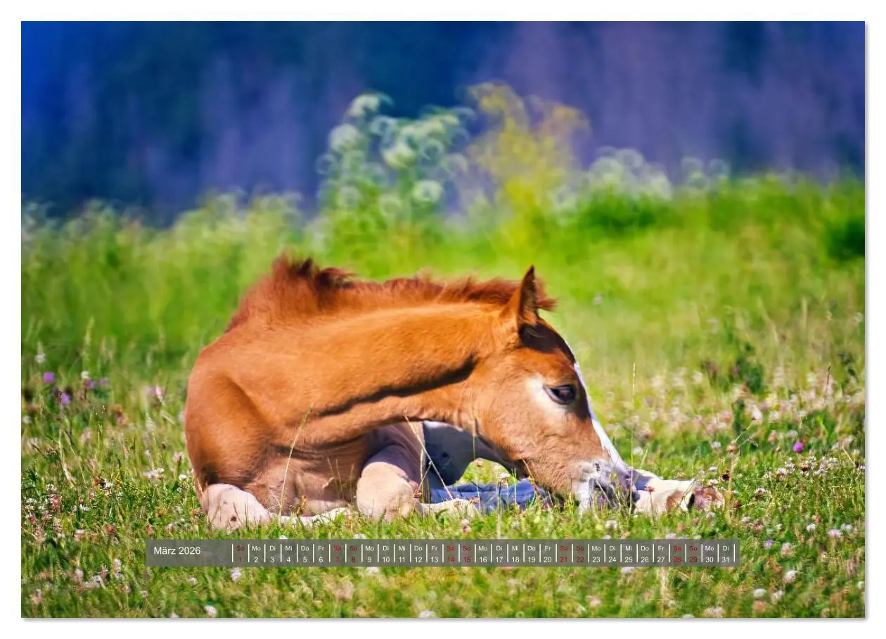 Bild: 9783516619560 | Die besonderen Haflinger-Pferde (Wandkalender 2026 DIN A2 quer),...